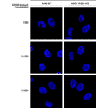Immunocytochemistry/Immunofluorescence - Anti-VPS35 Antibody [5A9] (A305033) - Antibodies.com
