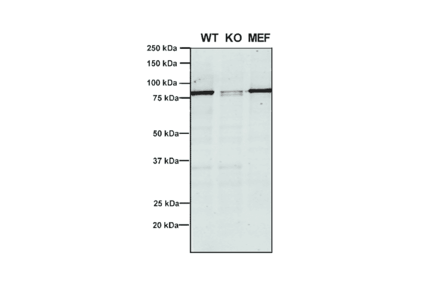 Western Blot - Anti-VPS35 Antibody [5A9] (A305033) - Antibodies.com
