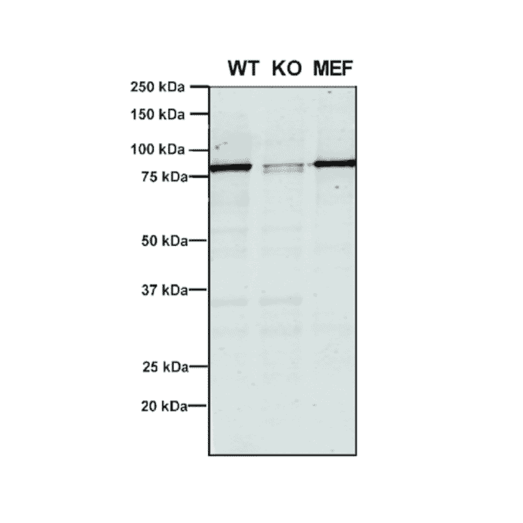Western Blot - Anti-VPS35 Antibody [5A9] (A305033) - Antibodies.com