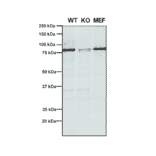 Western Blot - Anti-VPS35 Antibody [5A9] (A305033) - Antibodies.com