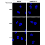 Immunocytochemistry/Immunofluorescence - Anti-VPS35 Antibody [8A3] (A305034) - Antibodies.com