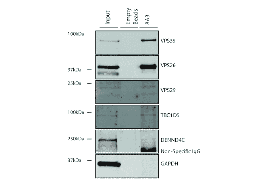 Immunoprecipitation - Anti-VPS35 Antibody [8A3] (A305034) - Antibodies.com