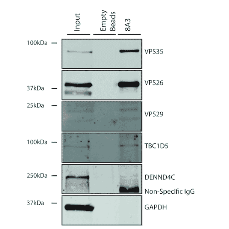 Immunoprecipitation - Anti-VPS35 Antibody [8A3] (A305034) - Antibodies.com