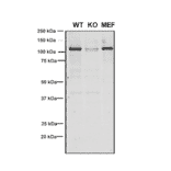 Western Blot - Anti-VPS35 Antibody [8A3] (A305034) - Antibodies.com