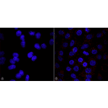 Immunocytochemistry/Immunofluorescence - Anti-VPS35 Antibody [8A3] (A305034) - Antibodies.com