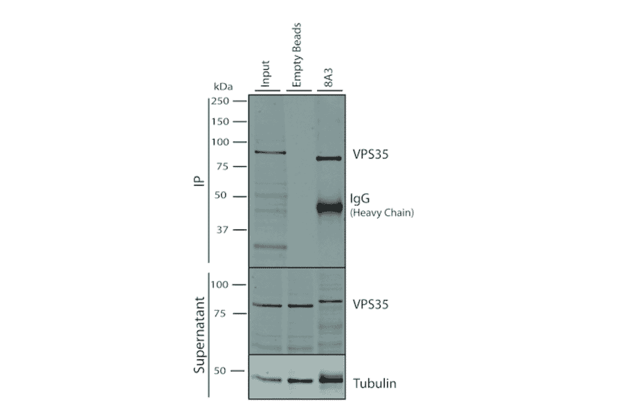Immunoprecipitation - Anti-VPS35 Antibody [8A3] (A305034) - Antibodies.com