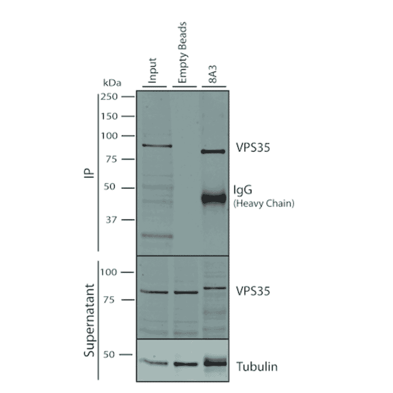 Immunoprecipitation - Anti-VPS35 Antibody [8A3] (A305034) - Antibodies.com