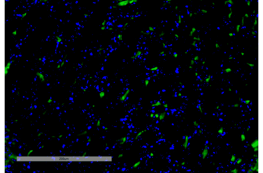 Immunohistochemistry - Anti-VPS35 Antibody [8A3] (A305034) - Antibodies.com