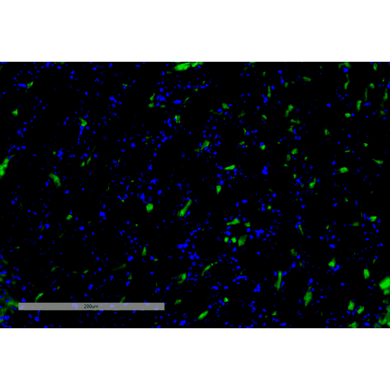 Immunohistochemistry - Anti-VPS35 Antibody [8A3] (A305034) - Antibodies.com