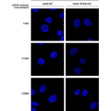 Immunocytochemistry/Immunofluorescence - Anti-VPS35 Antibody [10A8] (A305035) - Antibodies.com