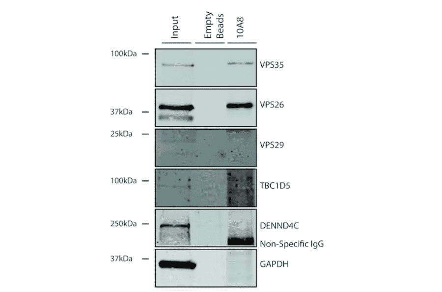 Immunoprecipitation - Anti-VPS35 Antibody [10A8] (A305035) - Antibodies.com