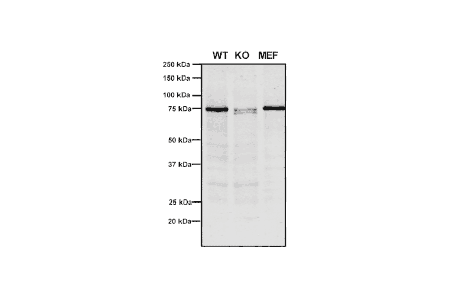Western Blot - Anti-VPS35 Antibody [10A8] (A305035) - Antibodies.com
