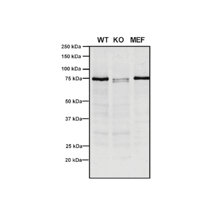 Western Blot - Anti-VPS35 Antibody [10A8] (A305035) - Antibodies.com