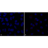 Immunocytochemistry/Immunofluorescence - Anti-VPS35 Antibody [10A8] (A305035) - Antibodies.com