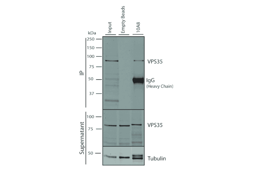Immunoprecipitation - Anti-VPS35 Antibody [10A8] (A305035) - Antibodies.com
