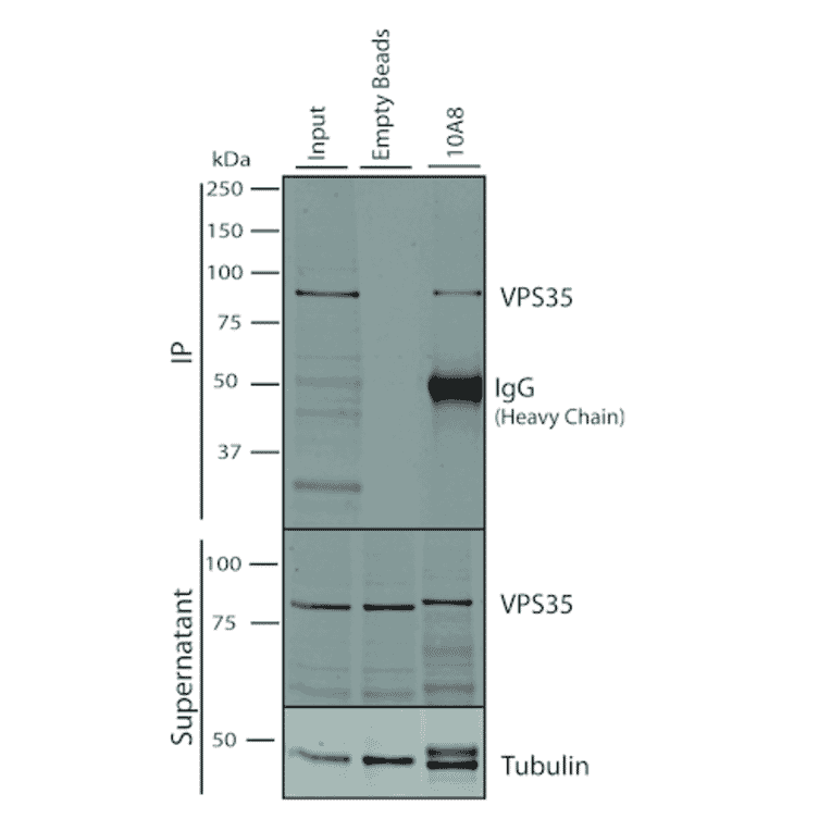 Immunoprecipitation - Anti-VPS35 Antibody [10A8] (A305035) - Antibodies.com