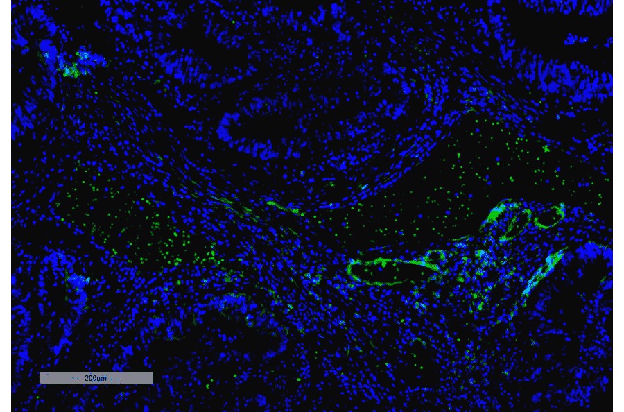 Immunohistochemistry - Anti-VPS35 Antibody [10A8] (A305035) - Antibodies.com