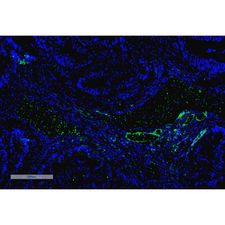 Immunohistochemistry - Anti-VPS35 Antibody [10A8] (A305035) - Antibodies.com