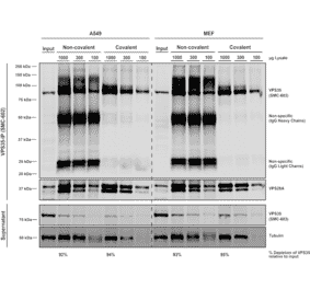 Immunoprecipitation - Anti-VPS35 Antibody [7E4] (A305036) - Antibodies.com