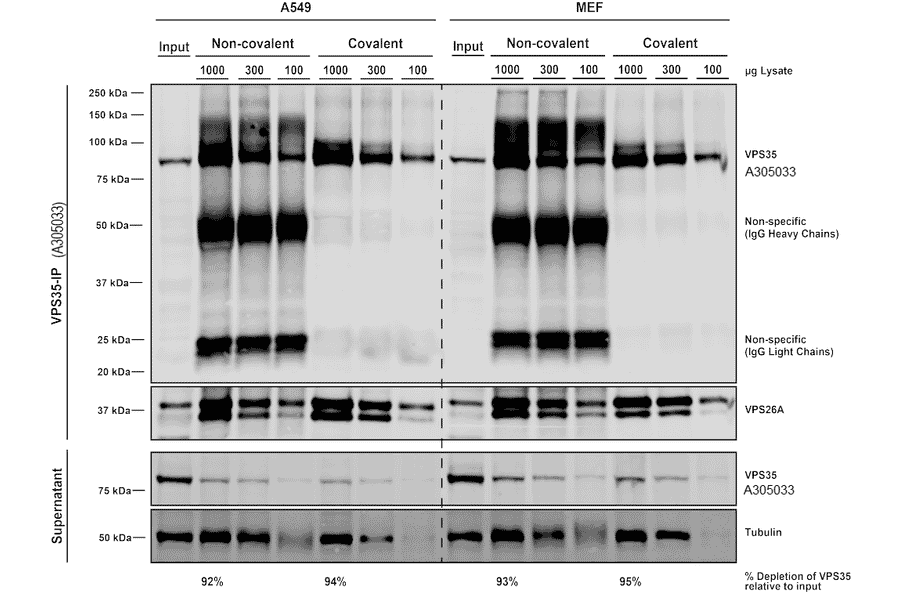 Immunoprecipitation - Anti-VPS35 Antibody [7E4] (A305036) - Antibodies.com
