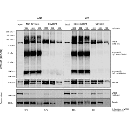 Immunoprecipitation - Anti-VPS35 Antibody [7E4] (A305036) - Antibodies.com