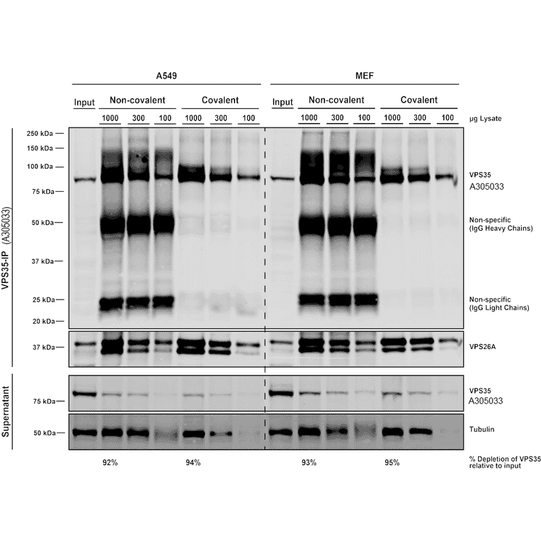 Immunoprecipitation - Anti-VPS35 Antibody [7E4] (A305036) - Antibodies.com