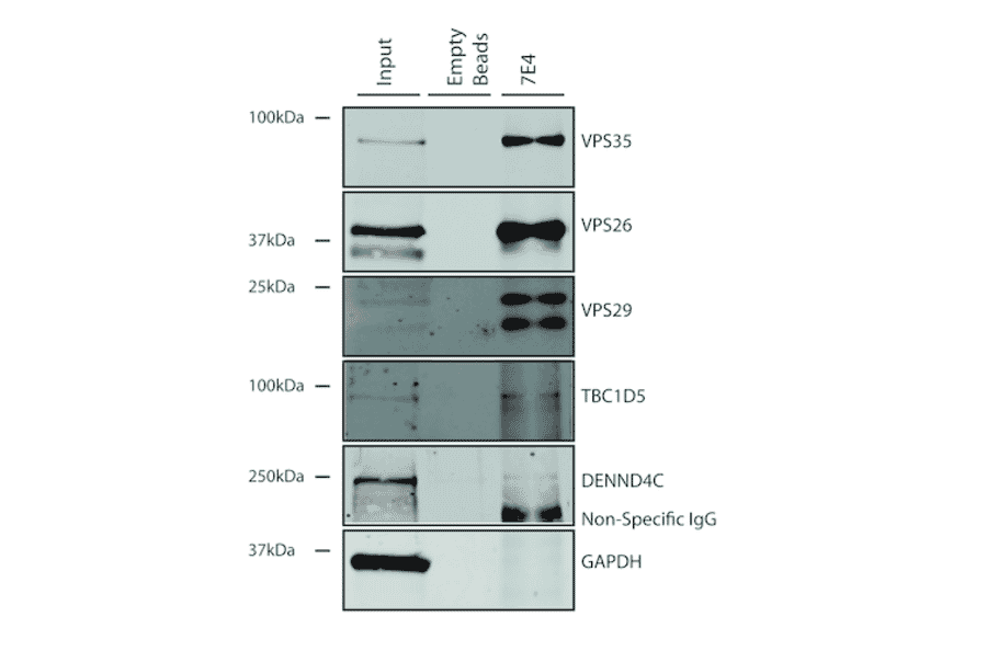 Immunoprecipitation - Anti-VPS35 Antibody [7E4] (A305036) - Antibodies.com