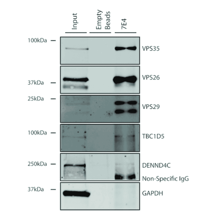 Immunoprecipitation - Anti-VPS35 Antibody [7E4] (A305036) - Antibodies.com