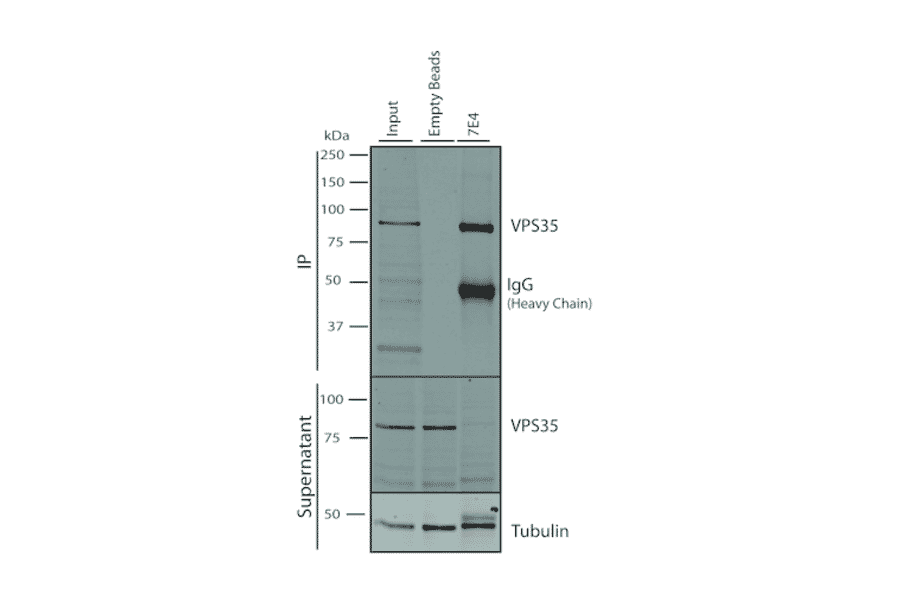 Immunoprecipitation - Anti-VPS35 Antibody [7E4] (A305036) - Antibodies.com