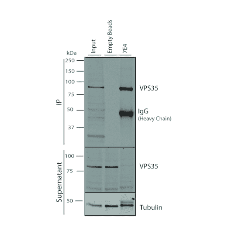 Immunoprecipitation - Anti-VPS35 Antibody [7E4] (A305036) - Antibodies.com