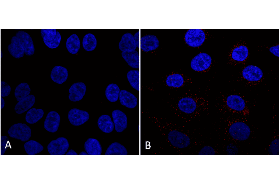 Immunocytochemistry/Immunofluorescence - Anti-VPS35 Antibody [7E4] (A305036) - Antibodies.com