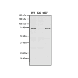 Western Blot - Anti-VPS35 Antibody [11H10] (A305037) - Antibodies.com