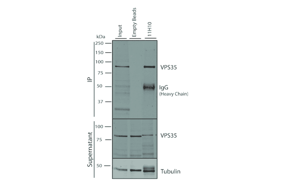 Immunoprecipitation - Anti-VPS35 Antibody [11H10] (A305037) - Antibodies.com