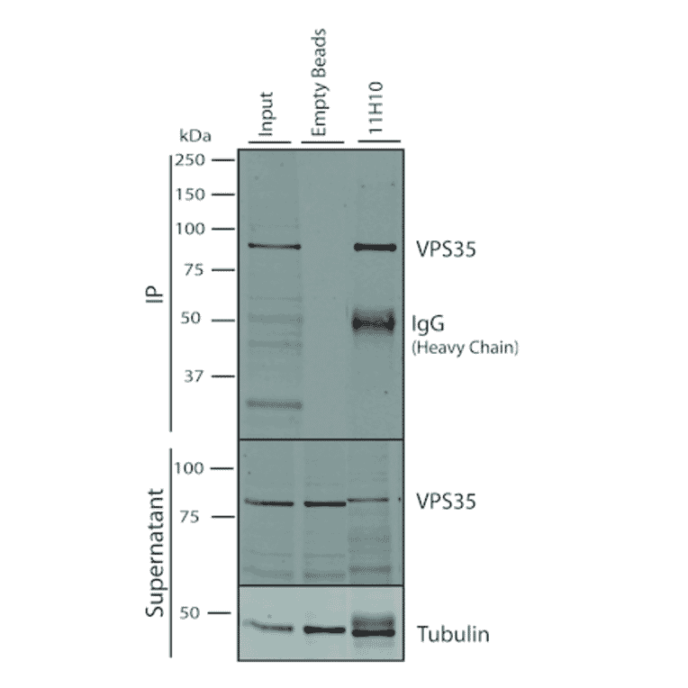 Immunoprecipitation - Anti-VPS35 Antibody [11H10] (A305037) - Antibodies.com