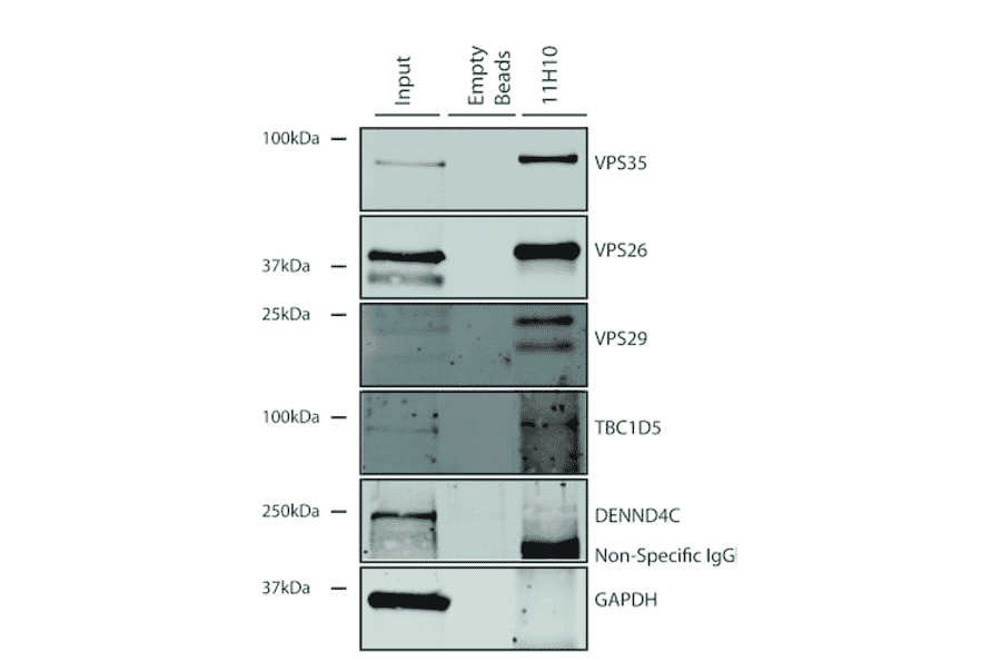 Immunoprecipitation - Anti-VPS35 Antibody [11H10] (A305037) - Antibodies.com