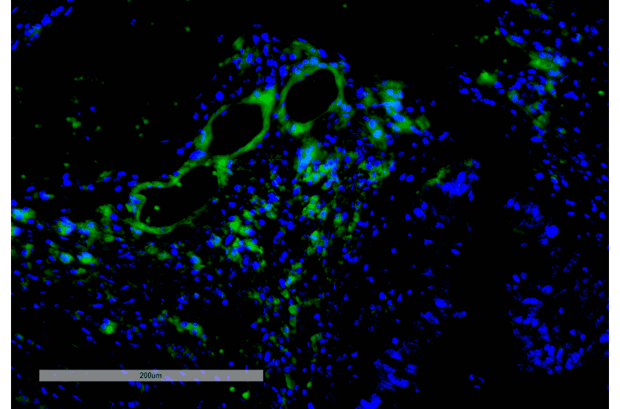 Immunohistochemistry - Anti-VPS35 Antibody [11H10] (A305037) - Antibodies.com