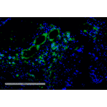 Immunohistochemistry - Anti-VPS35 Antibody [11H10] (A305037) - Antibodies.com