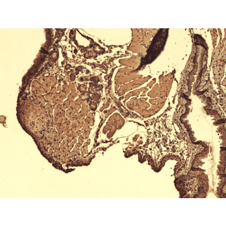 Immunohistochemistry - Anti-Sodium Iodide Symporter Antibody [FP5] (A305038) - Antibodies.com