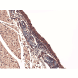 Immunohistochemistry - Anti-Sodium Iodide Symporter Antibody [FP5] (A305038) - Antibodies.com