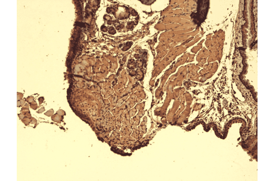 Immunohistochemistry - Anti-Sodium Iodide Symporter Antibody [14F] (A305039) - Antibodies.com