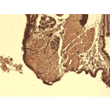 Immunohistochemistry - Anti-Sodium Iodide Symporter Antibody [14F] (A305039) - Antibodies.com