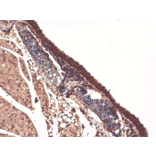 Immunohistochemistry - Anti-Sodium Iodide Symporter Antibody [14F] (A305039) - Antibodies.com