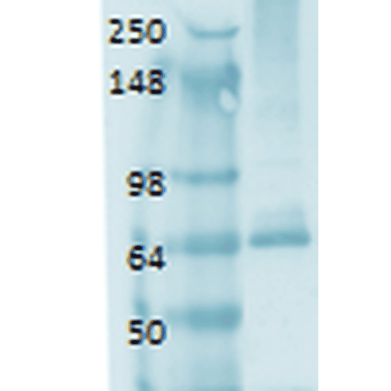 Western Blot - Anti-Sodium Iodide Symporter Antibody [14F] (A305039) - Antibodies.com