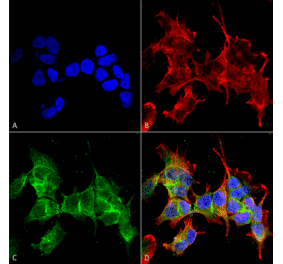 Immunocytochemistry/Immunofluorescence - Anti-ANK-3 Antibody [S106-20] (A305040) - Antibodies.com