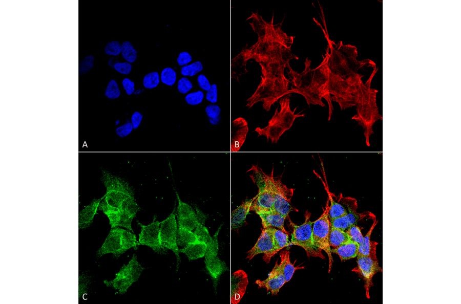 Immunocytochemistry/Immunofluorescence - Anti-ANK-3 Antibody [S106-20] (A305040) - Antibodies.com