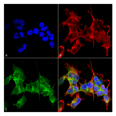 Immunocytochemistry/Immunofluorescence - Anti-ANK-3 Antibody [S106-20] (A305040) - Antibodies.com