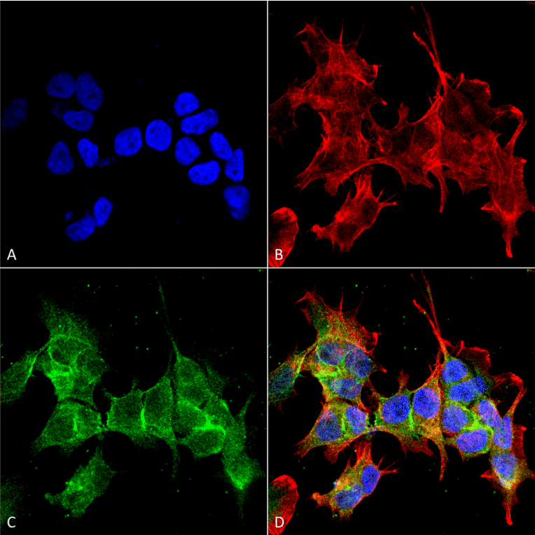 Immunocytochemistry/Immunofluorescence - Anti-ANK-3 Antibody [S106-20] (A305040) - Antibodies.com