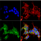 Immunocytochemistry/Immunofluorescence - Anti-ANK-3 Antibody [S106-20] (A305040) - Antibodies.com