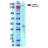 Western Blot - Anti-ANK-3 Antibody [S106-20] (A305040) - Antibodies.com
