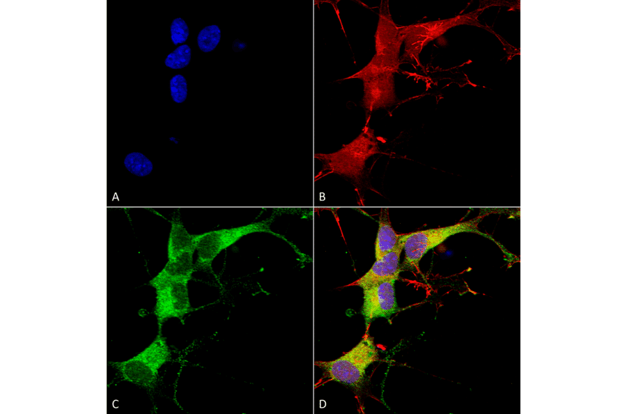 Immunocytochemistry/Immunofluorescence - Anti-ANK-3 Antibody [S106-20] (A305040) - Antibodies.com